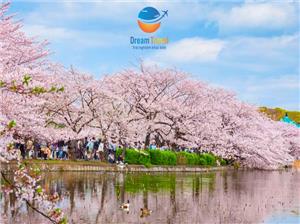 Mùa Hoa Anh Đào Nở Rộ Đẹp Nhất Tại Nhật Bản